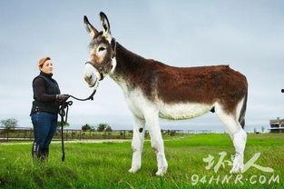 爆料大驴的视频,一场视觉盛宴的幕后故事 第1张 爆料大驴的视频,一场视觉盛宴的幕后故事 第1张