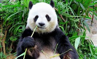 娱乐吃瓜酱功勋大熊猫,国宝传奇,熊猫界的明星风采 第1张 娱乐吃瓜酱功勋大熊猫,国宝传奇,熊猫界的明星风采 第1张